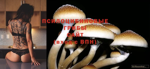 прущие грибы Михайловка